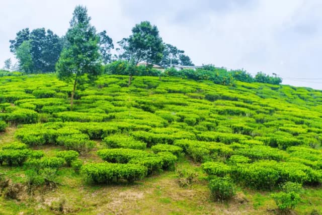 Kandy to Nuwara Eliya