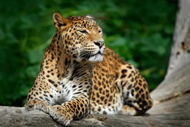 Yala National Park Safari