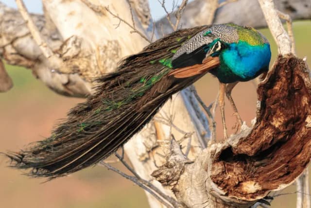 Wilpattu National Park Safari