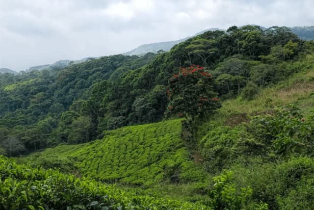Yala to Sinharaja Region